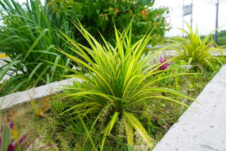 Colorful ornamental plants thriving outdoors in a landscaped garden setting.